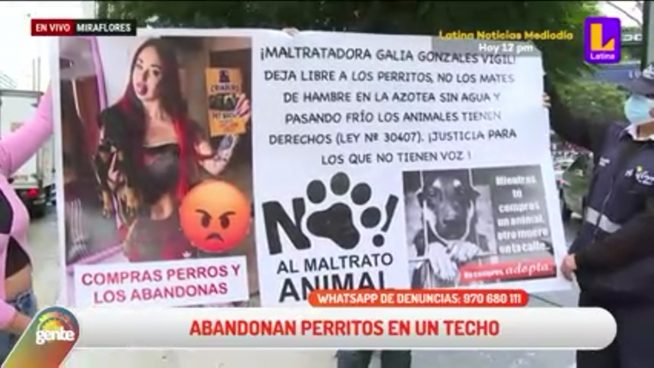 Vecinos y municipio de Miraflores buscan rescatar a animales abandonados en azotea de vivienda