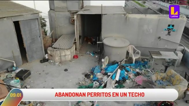 Miraflores: Dos perritos son abandonados en azotea y viven en condiciones precarias