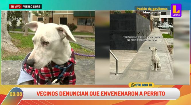 Pueblo Libre: denuncian que habitantes de edificio maltratan animales tras envenenamiento de perro