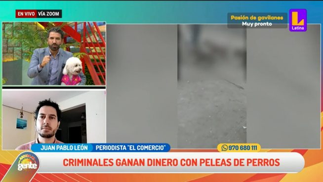 Criaderos son usados para entrenar a perros para peleas clandestinas