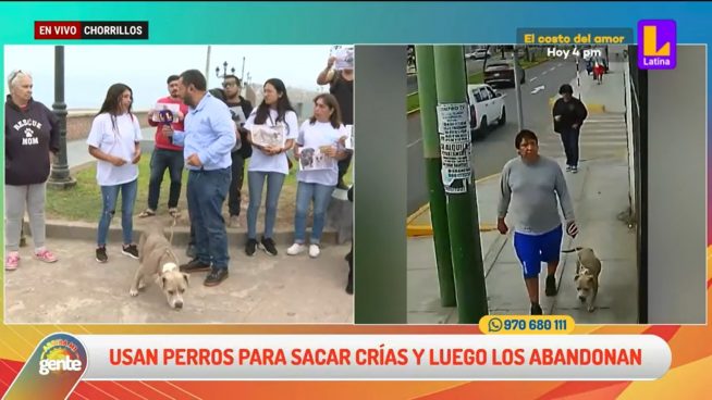 En cajas o atados a postes: dueños de perros los abandonan en playa La Chira de Chorrillos
