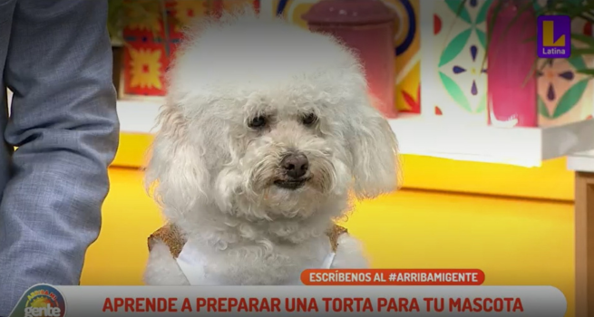 ¿Quieres prepararle una torta a tu mascota? Pancho Cavero te lo enseña