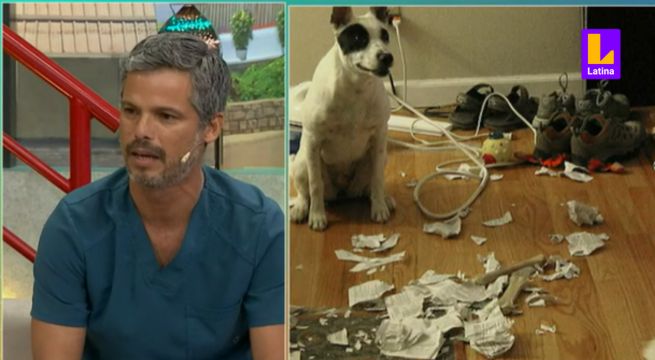 ¿Tu perro se porta mal? Sepa cómo entrenar a su mascota en el Consultorio de Pancho y Pipoca