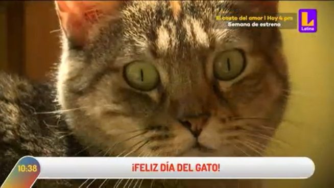 Día Internacional del Gato: Los mejores consejos para cuidar de los felinos de la casa