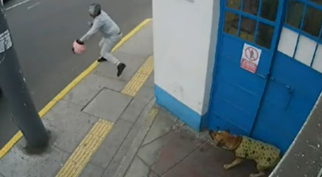Callao: Sujeto que lanzó piedra a perro podría recibir entre 3 y 5 años de cárcel