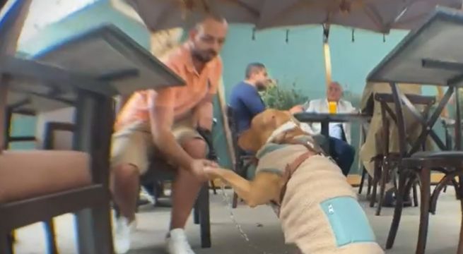 Pet Friendly: La lista de restaurantes en Lima Metropolitana con esta condición