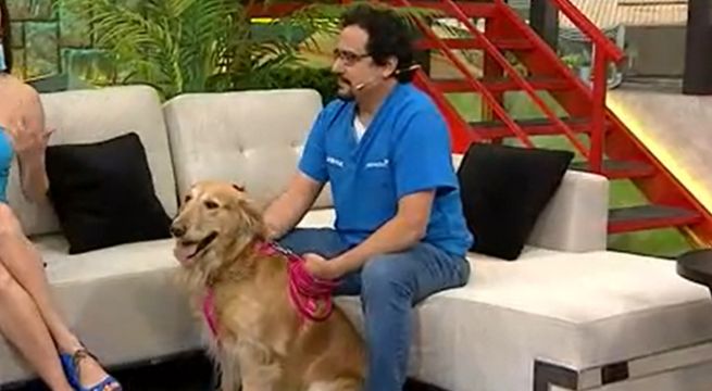 Consultorio veterinario: descubre cómo puedes proteger a tus mascotas contra las pulgas y garrapatas