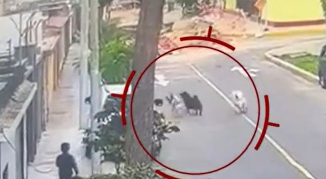 San Miguel: Perros desaparecen luego de salir disparados de su casa tras ver a un gato