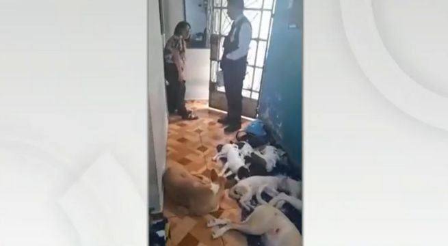 Falsas veterinarias que venden productos vencidos fueron intervenidas en Puente Piedra y Huaycán