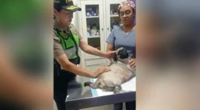 Veterinaria sobre 'Dachi', perro apuñalado: 