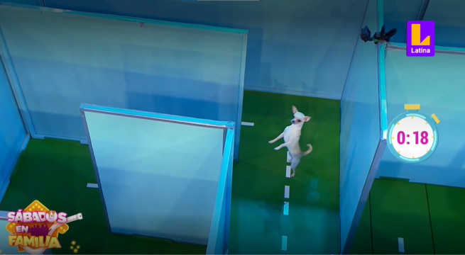 Nueva forma de pasar el laberinto: Chihuahua Kira cruzó en dos patitas juego de Sábados en Familiaua