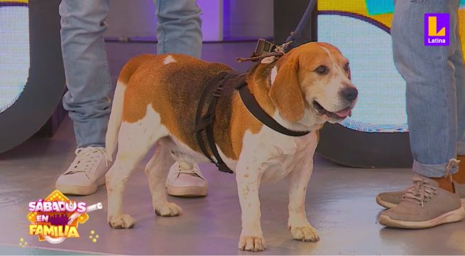 Pancho, el perro viajero de la familia Flores, perdió pese a buen tiempo en Laberinto de mascotas de SEF 