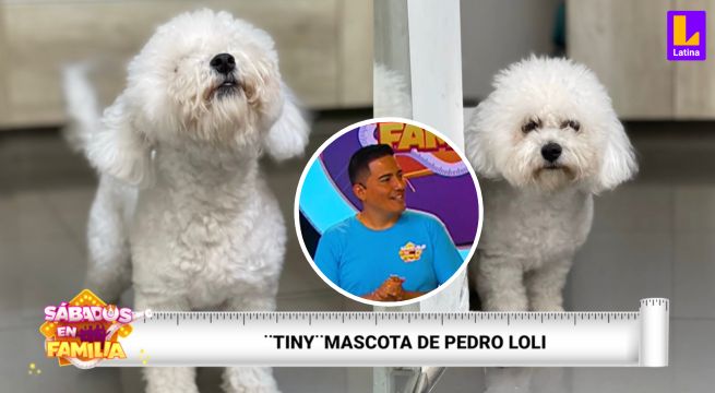 Sábados en Familia: la conmovedora historia de “Tiny”, la mascota de Pedro Loli