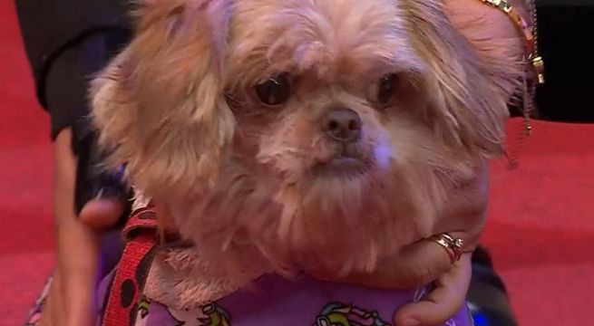 Albergue Wasi Wau busca darle hogar para perros en 'Adóptame'