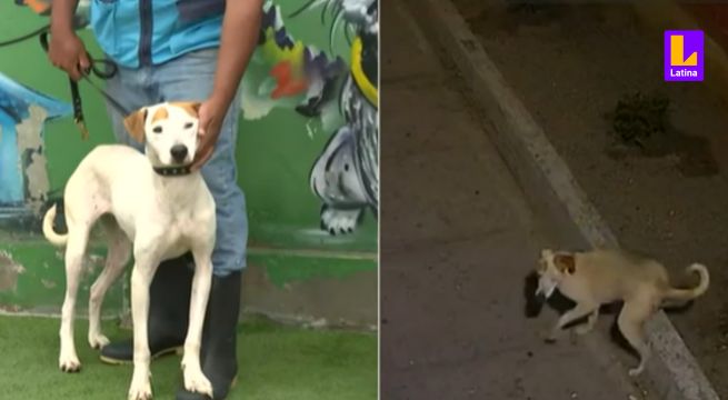 San Miguel: Denuncian a sujeto por abandonar dos veces a su perro en mal estado de salud