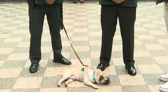 Perro maltratado por su dueño en Breña será adoptado por la PNP