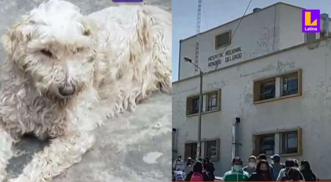Arequipa: Crece preocupación tras la primera muerte de una paciente diagnosticada con rabia humana en Perú