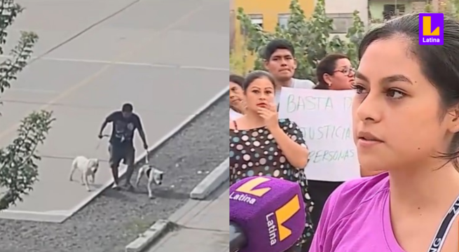 Vecinos asustados: Perros pitbull causan terror en barrio de Comas por ataques