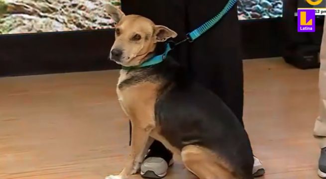 Conoce a Vaguito, el perro que inspiró la nueva película “Vaguito: Te esperaré en la orilla”