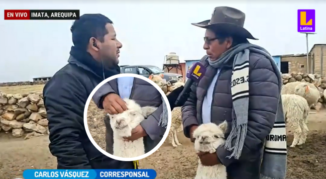 Arequipa: Alpacas SUFREN de neumonía por frío extremo