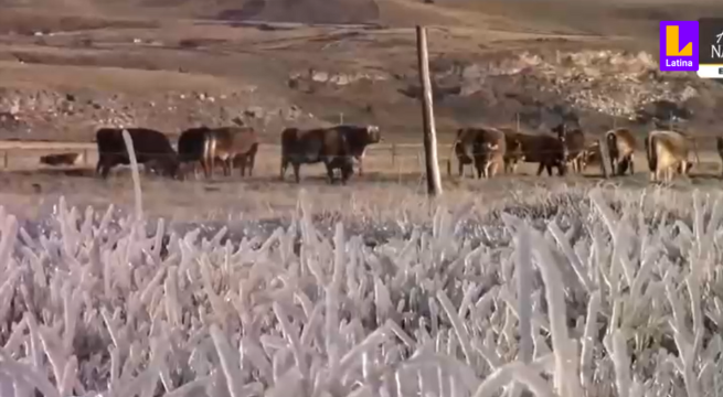 Ganaderos y ganado sufren las bajas temperaturas de -2C°, ¿qué está pasando?