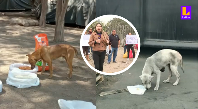 Vecinos de El Agustino y rescatistas PIDEN apoyo para ayudar a los 70 perros abandonados en Sedapal