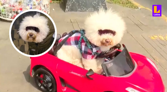 Anko, el perrito que hace ESTALLAR las redes sociales al pasear en su deslumbrante AUTO ROJO