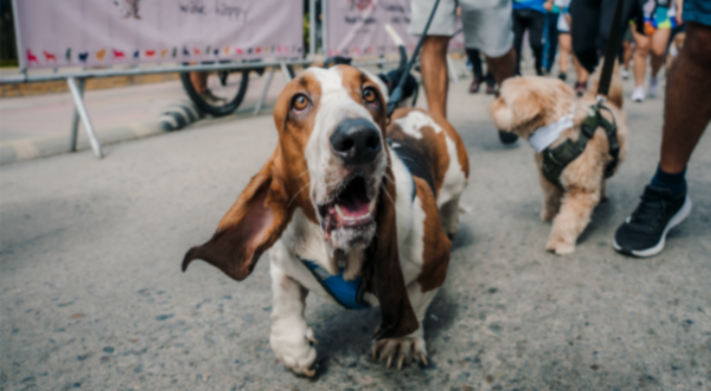 Hush Puppies invita a la VI caminata familiar con perros 5K en beneficio de Voz Animal