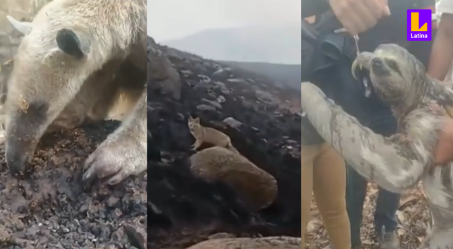 Decenas de animales sufren las consecuencias de los incendios forestales