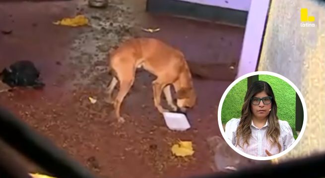 ¿Qué hacer en caso de abandono o maltrato animal? Descubre AQUÍ el paso a paso