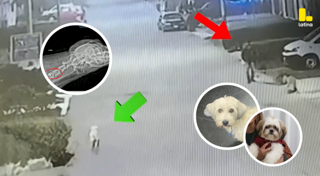 Indignación en Chorrillos: Vecinos DENUNCIAN a sujeto por matar perritos a balazos