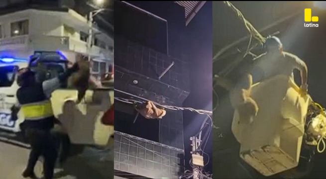 Oso perezoso sufre MALTRATO ANIMAL: supuesto rescate en Tocache se transforma en ACTOS de CRUELDAD contra el mamífero